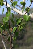 Betula pendula