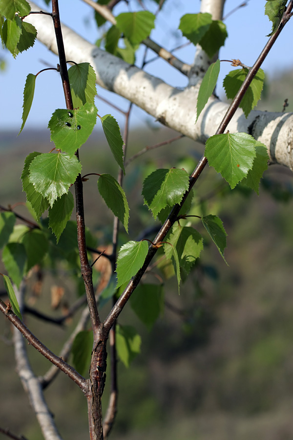 Изображение особи Betula pendula.