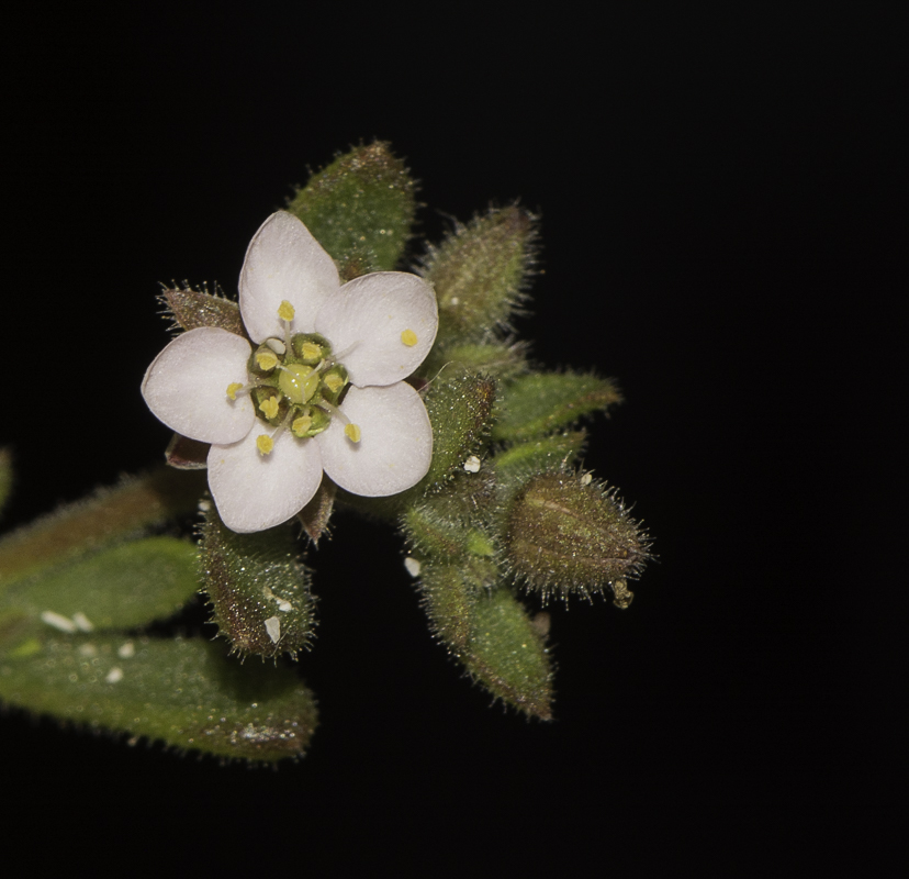 Image of Minuartia geniculata specimen.