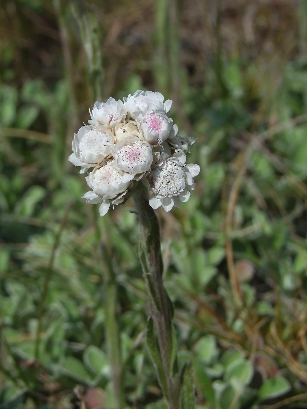 Image of Antennaria dioica specimen.