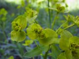 Euphorbia stepposa