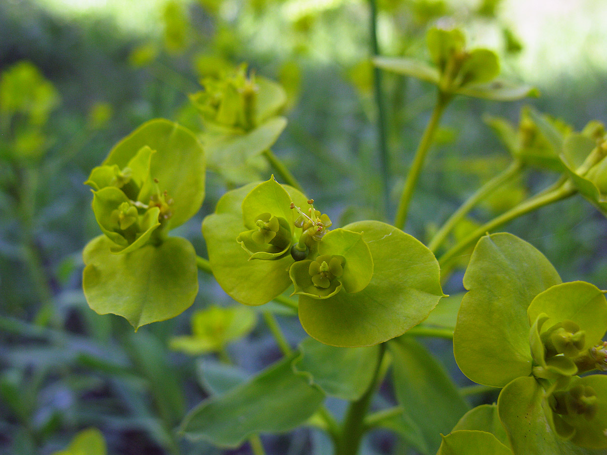 Изображение особи Euphorbia stepposa.