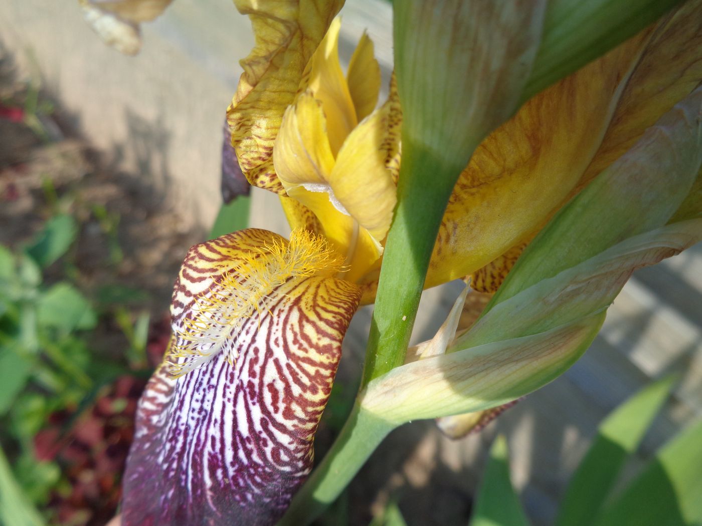 Image of Iris × hybrida specimen.
