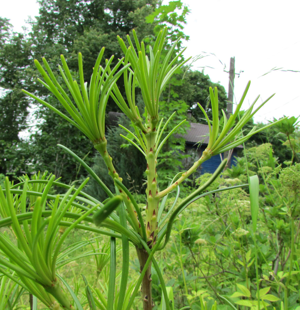 Image of Sciadopitys verticillata specimen.