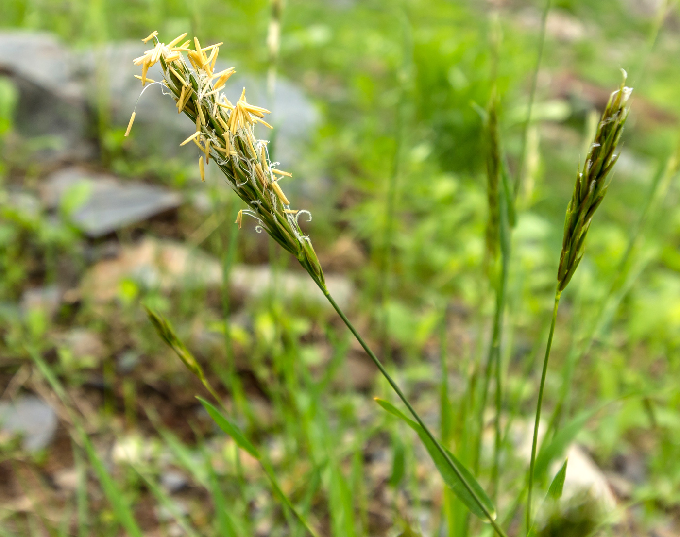 Изображение особи Anthoxanthum odoratum.