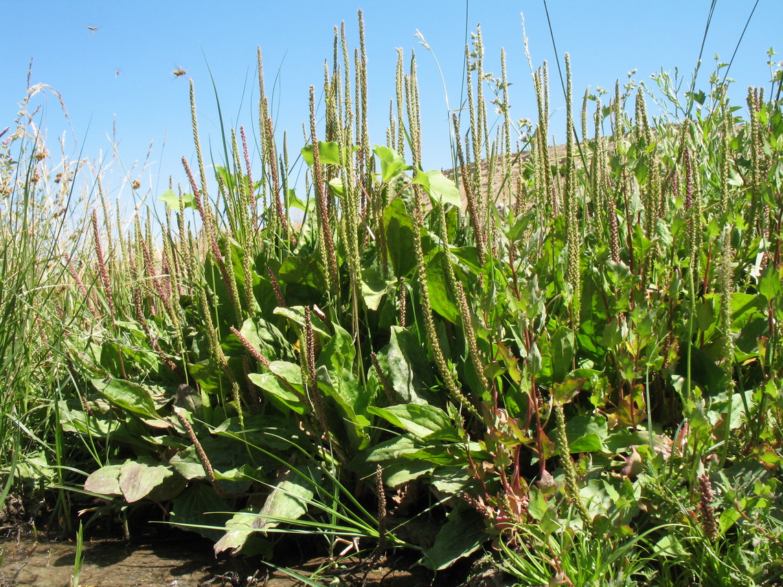 Изображение особи Plantago major.