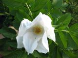 Rosa rugosa