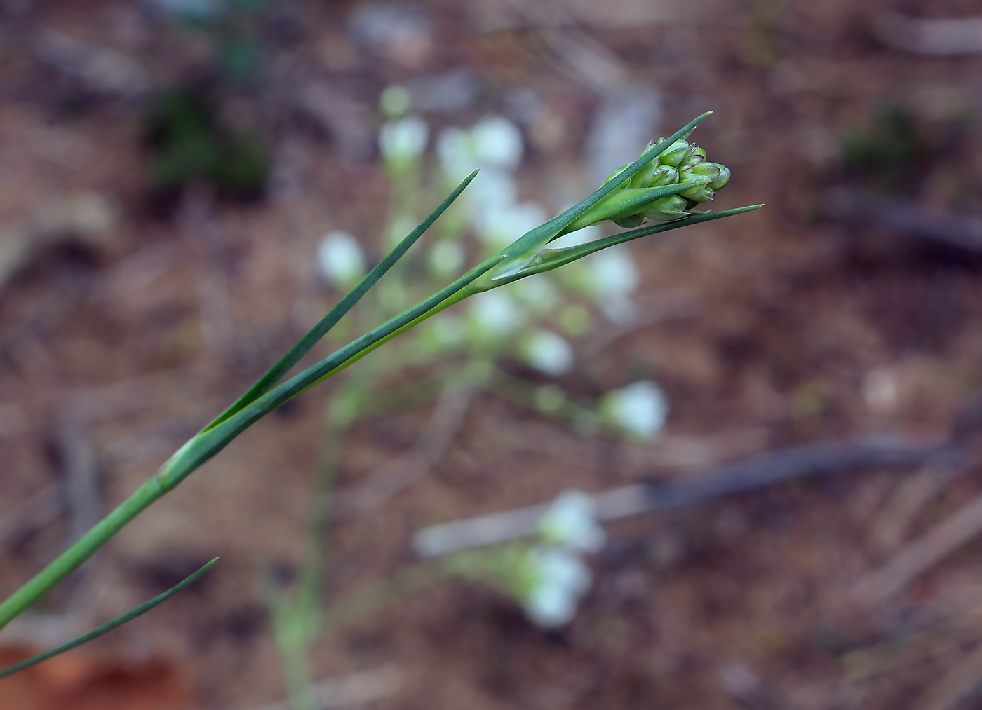 Image of Eremogone saxatilis specimen.