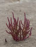 Salicornia europaea