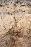Carex arenaria