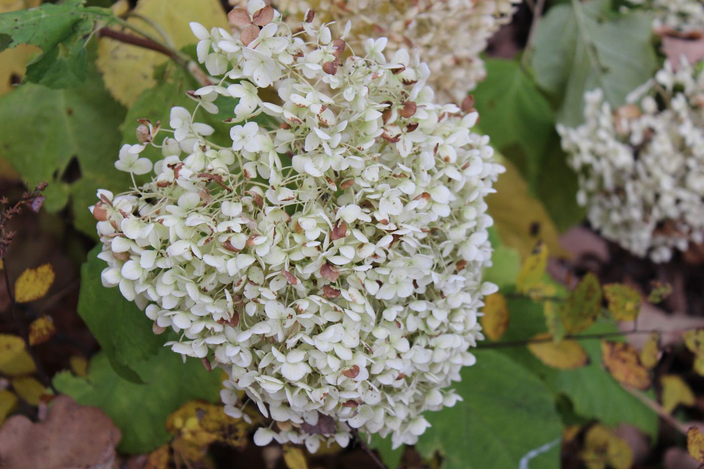 Image of Hydrangea arborescens specimen.