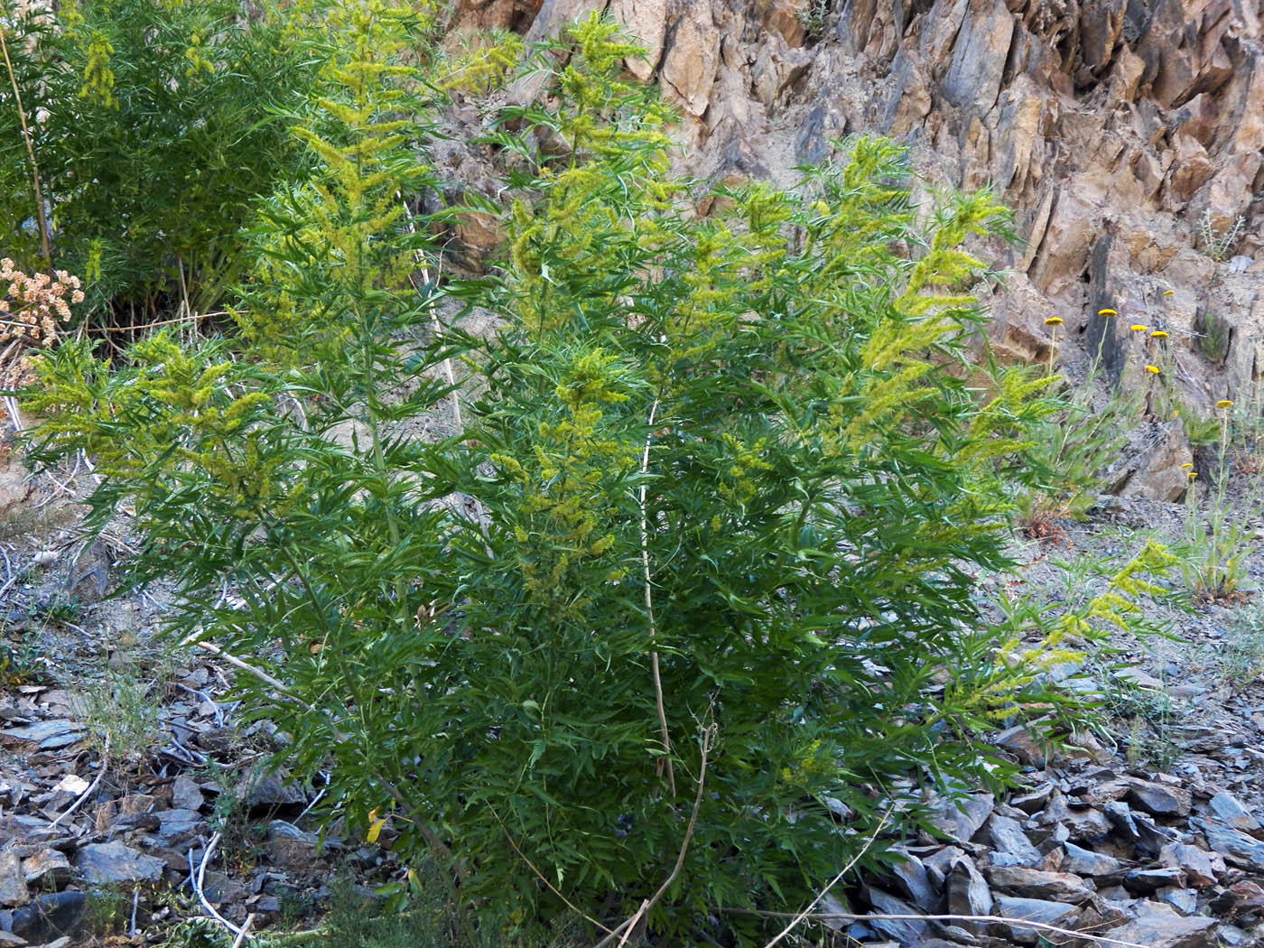 Image of Datisca cannabina specimen.