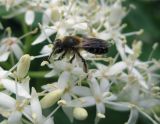 Image of taxon representative. Author is Василий Гелюта
