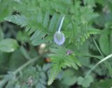 genus Papaver. Верхушка бутонизирующего растения. Грузия, край Самцхе-Джавахети, Ахалцихский муниципалитет, окр. монастыря Сапара, луг на склоне горы. 28.05.2018.