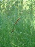Carex acuta