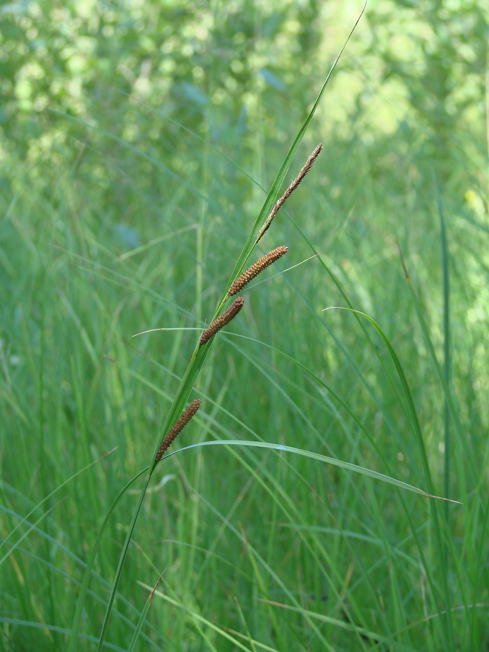 Изображение особи Carex acuta.