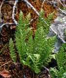 Woodsia ilvensis