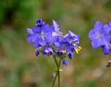 Polemonium caeruleum. Соцветия. Алтай, Катунский хребет, берег оз. Нижнее Мультинское, ≈ 1600 м н.у.м., луг на опушке хвойного леса. 30.06.2018.