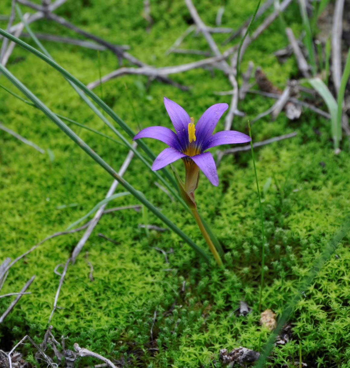 Image of Romulea tempskyana specimen.