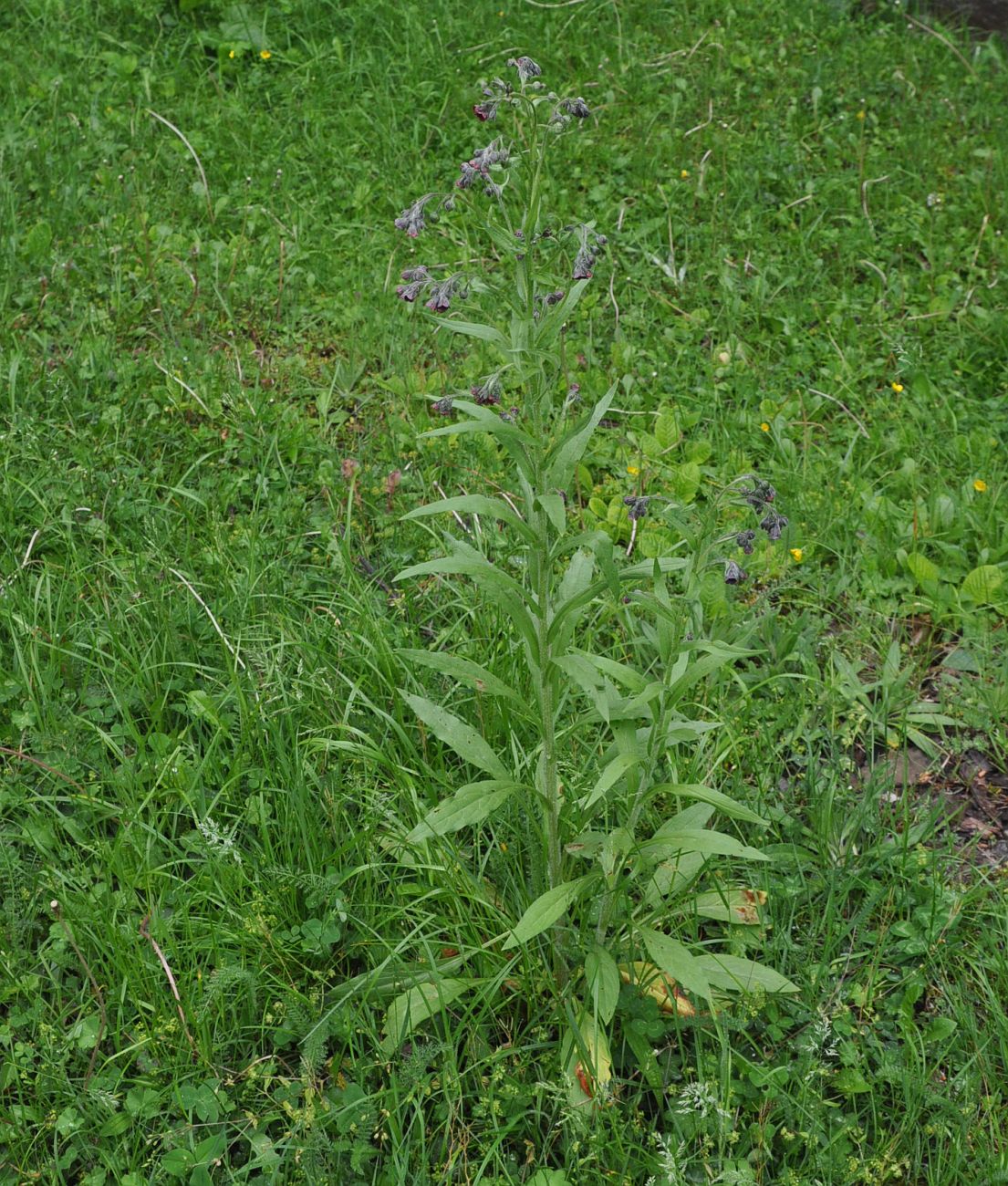 Изображение особи Cynoglossum officinale.