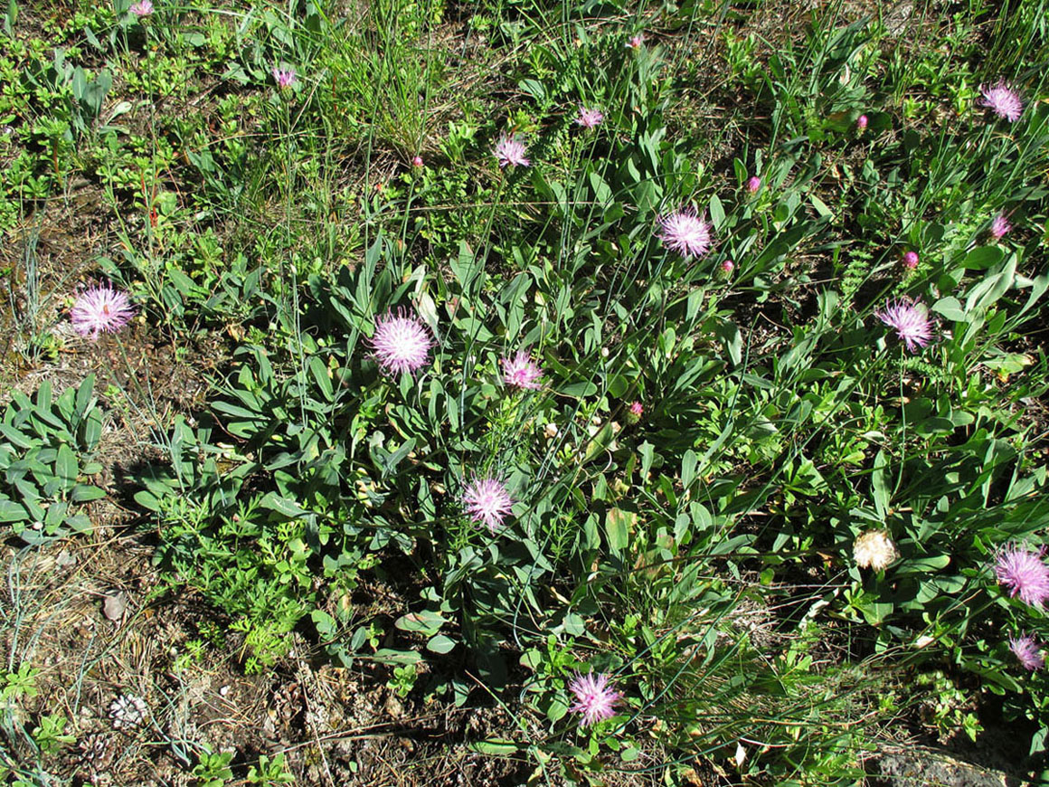 Image of Klasea marginata specimen.