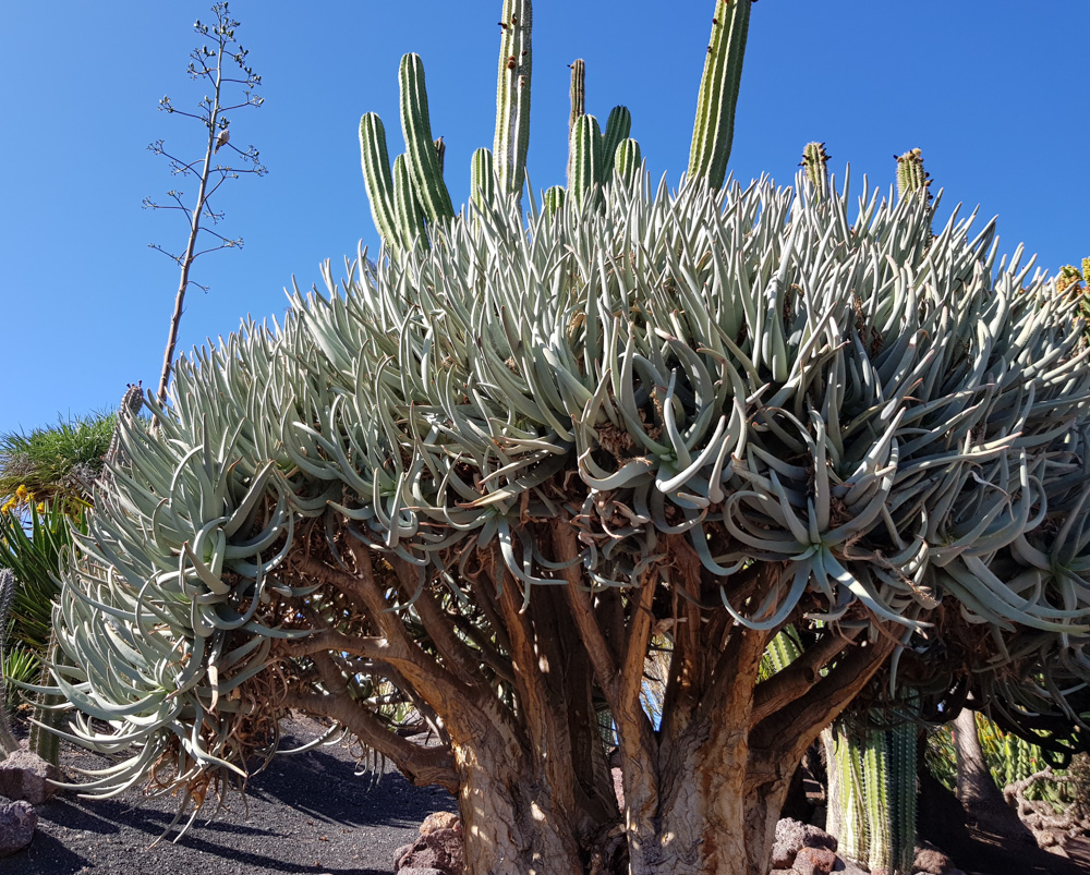 Изображение особи Aloidendron dichotomum.