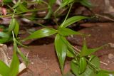 Gloriosa superba