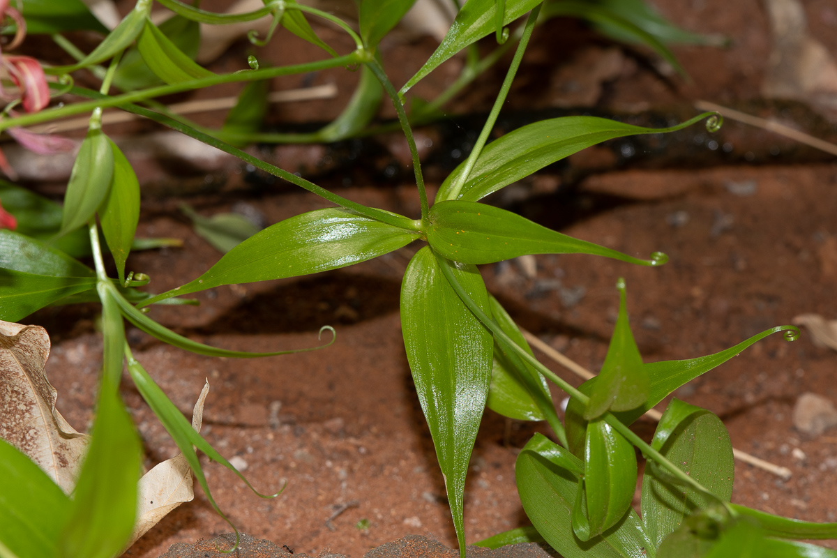 Image of Gloriosa superba specimen.