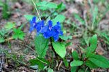 Delphinium grandiflorum