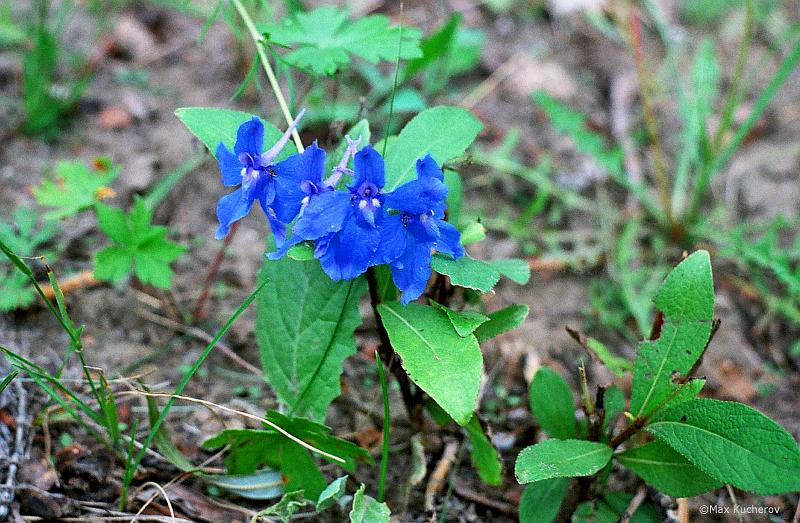 Image of Delphinium grandiflorum specimen.