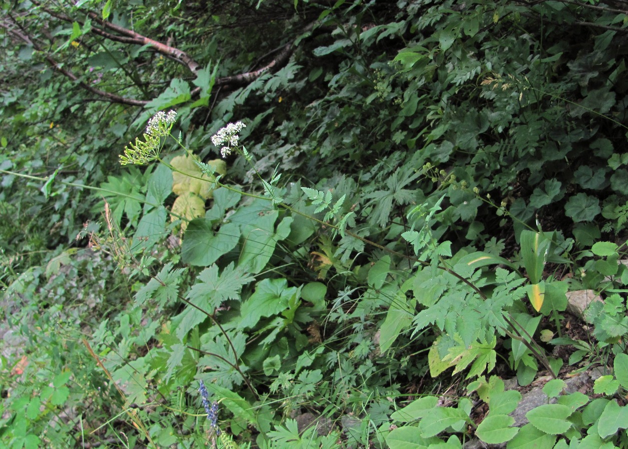 Image of Chaerophyllum aureum specimen.