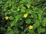 Lysimachia nemorum. Цветущие растения. Нидерланды, провинция Noord-Holland, Amstelveen, ландшафтный парк Dr. Jac. P. Thijssepark. 28 июня 2009 г.