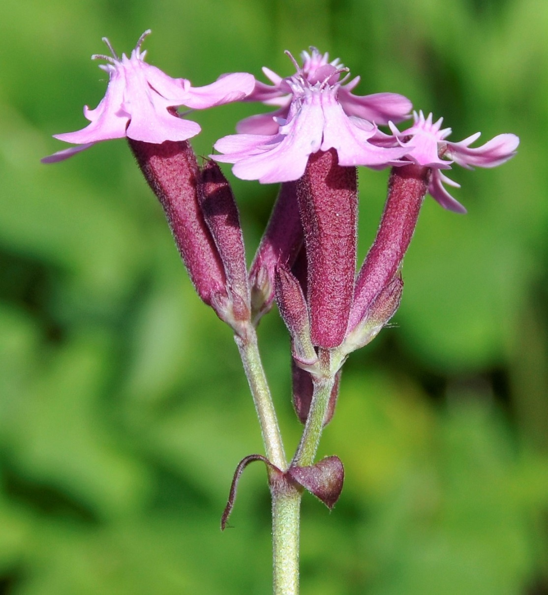 Image of Silene aegyptiaca specimen.