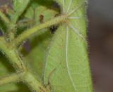 Sparmannia africana