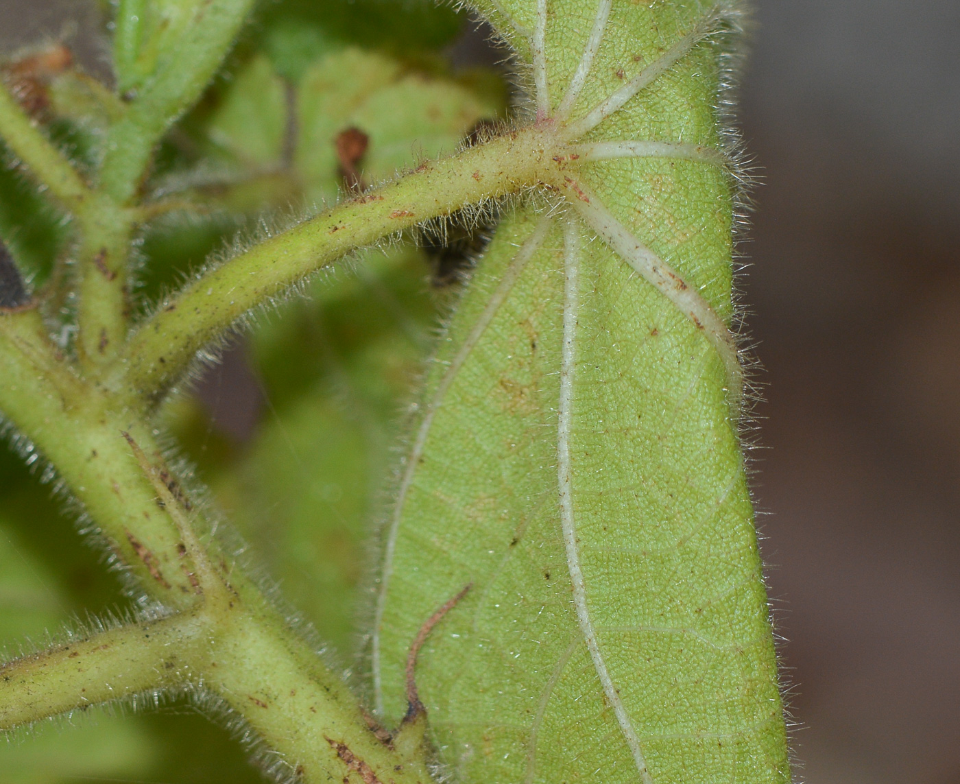 Image of Sparmannia africana specimen.