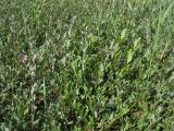 Salix repens. Вегетирующие растения в сообществе с цветущим Epipactis palustris. Нидерланды, Северное море, о-в Схирмонниког, влажная долина между приморскими дюнами. 17 июля 2010 г.