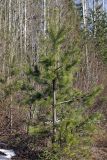 Pinus sylvestris. Молодое растение. Карельский перешеек, окр. Сертолово, на просеке газопровода. 06.04.2019.