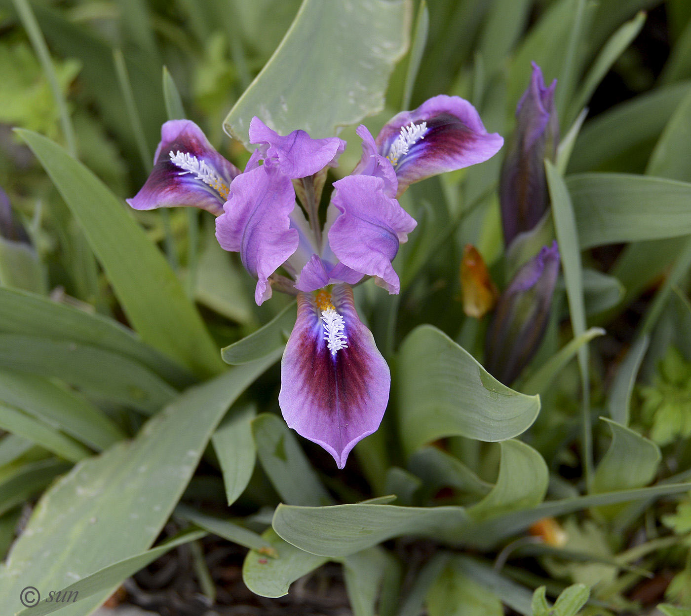 Изображение особи Iris pumila.