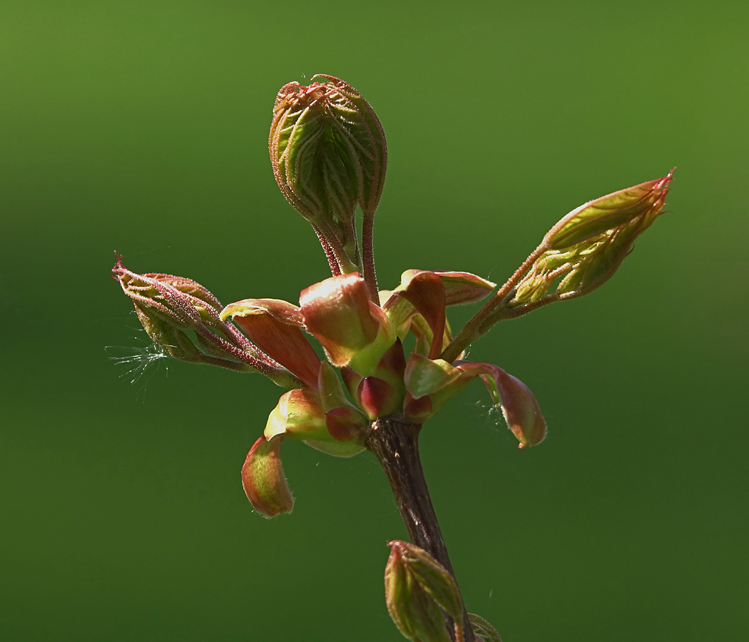 Image of Acer platanoides specimen.