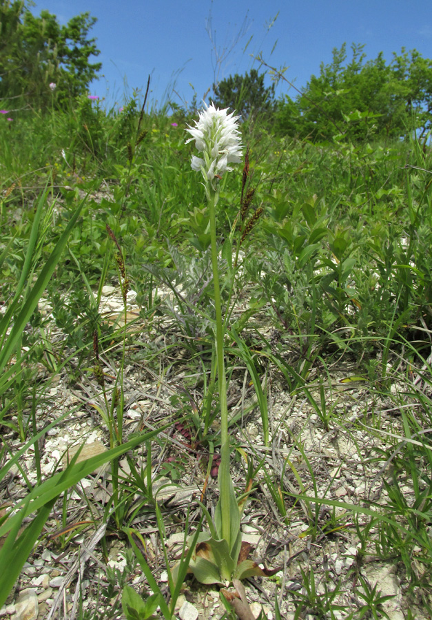 Изображение особи Neotinea tridentata.