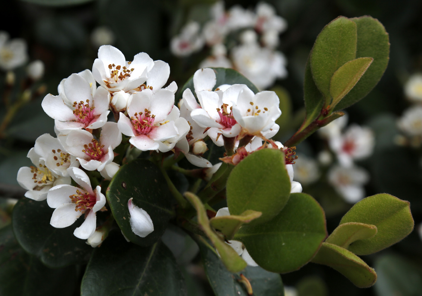 Image of Rhaphiolepis umbellata specimen.