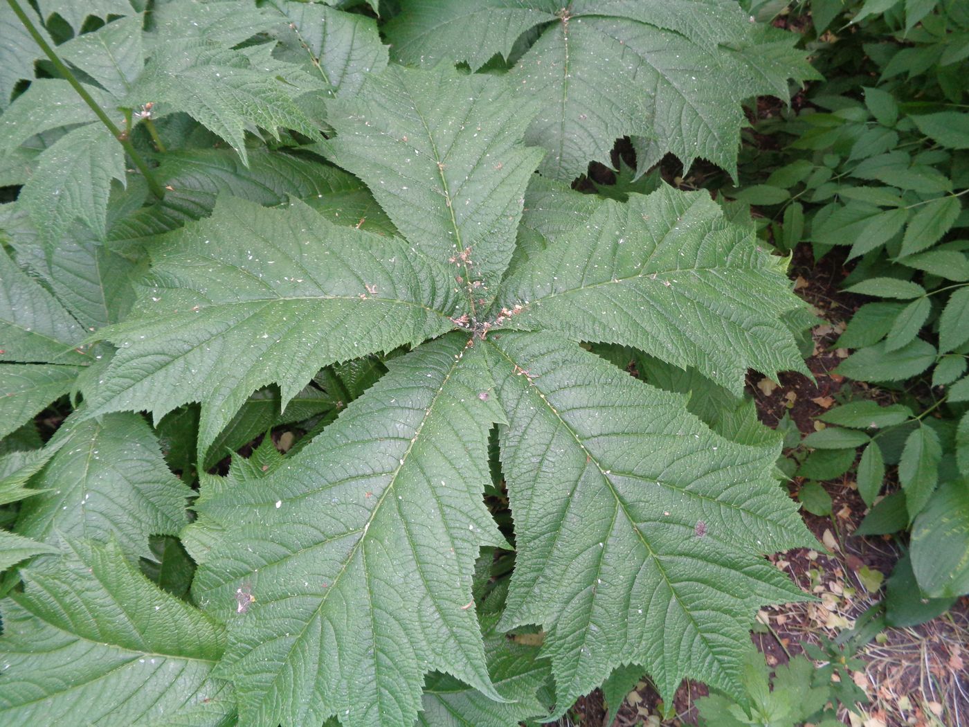 Изображение особи Rodgersia podophylla.