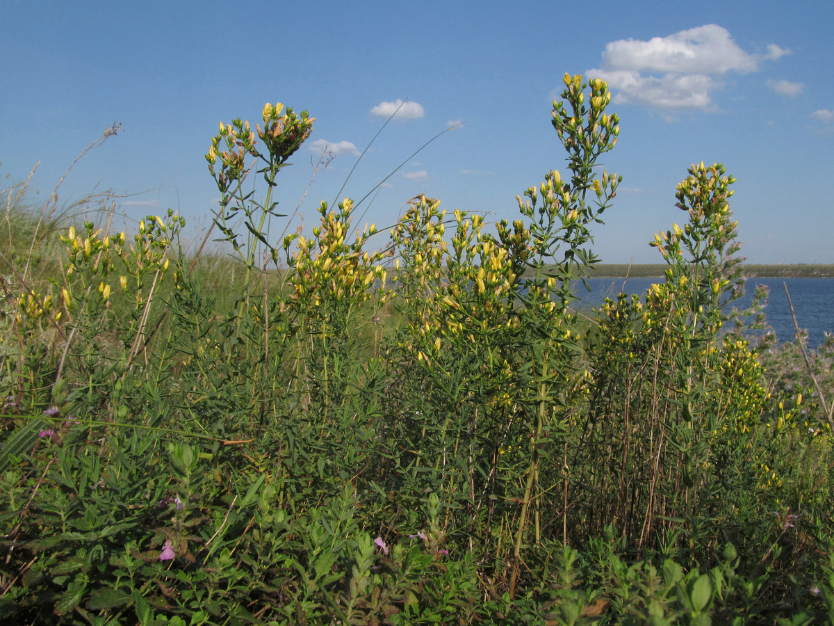 Image of Hypericum elegans specimen.