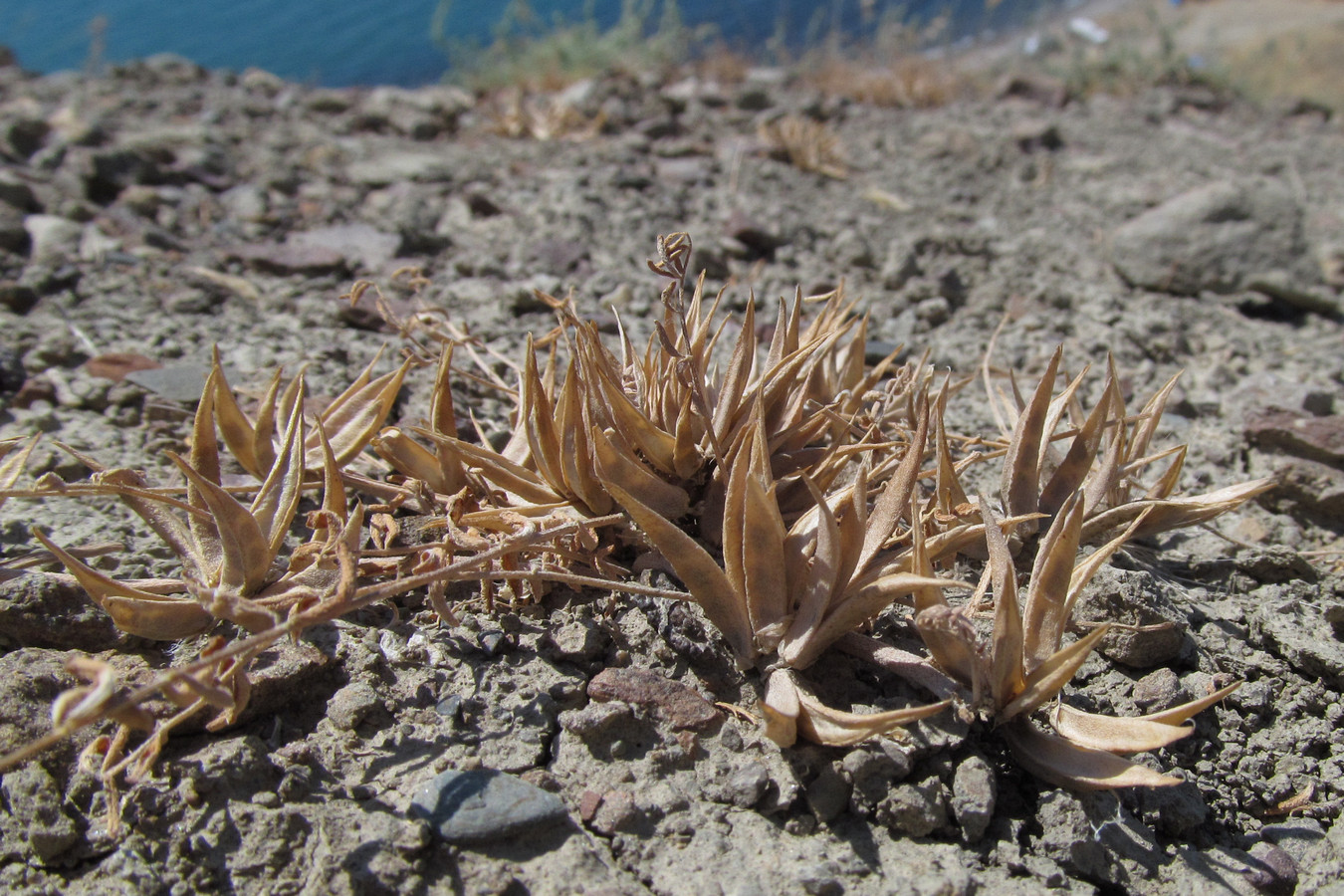 Изображение особи Astragalus oxyglottis.