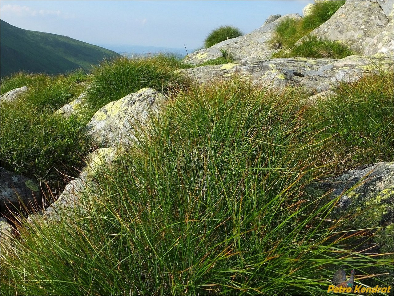 Изображение особи Juncus trifidus.