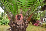 Encephalartos hildebrandtii