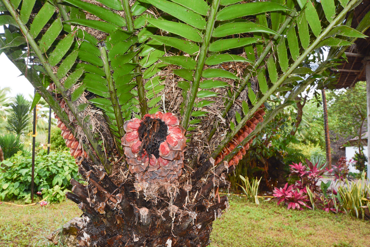 Изображение особи Encephalartos hildebrandtii.