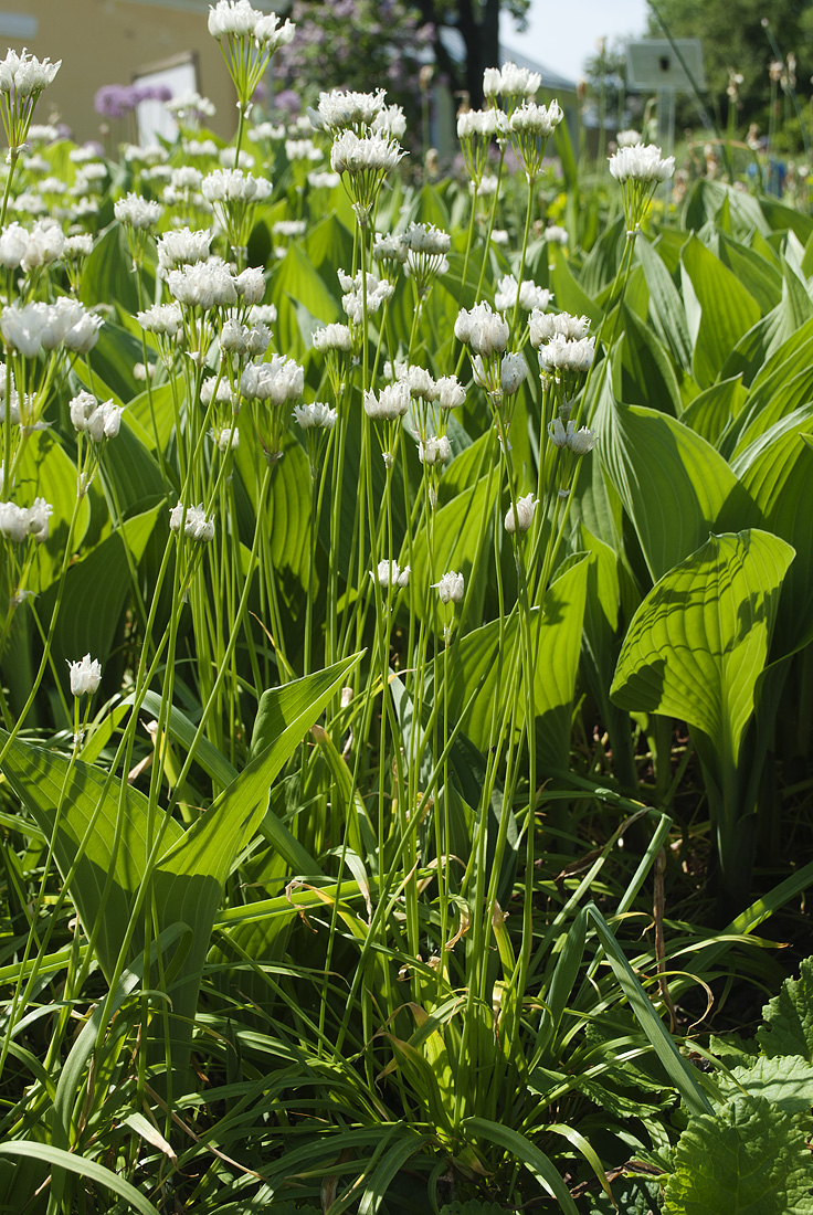 Изображение особи Allium zebdanense.