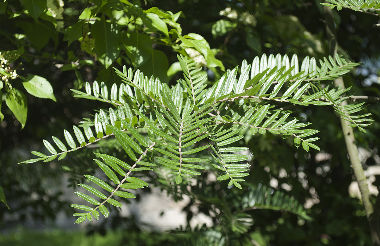 Image of Sorbus scalaris specimen.