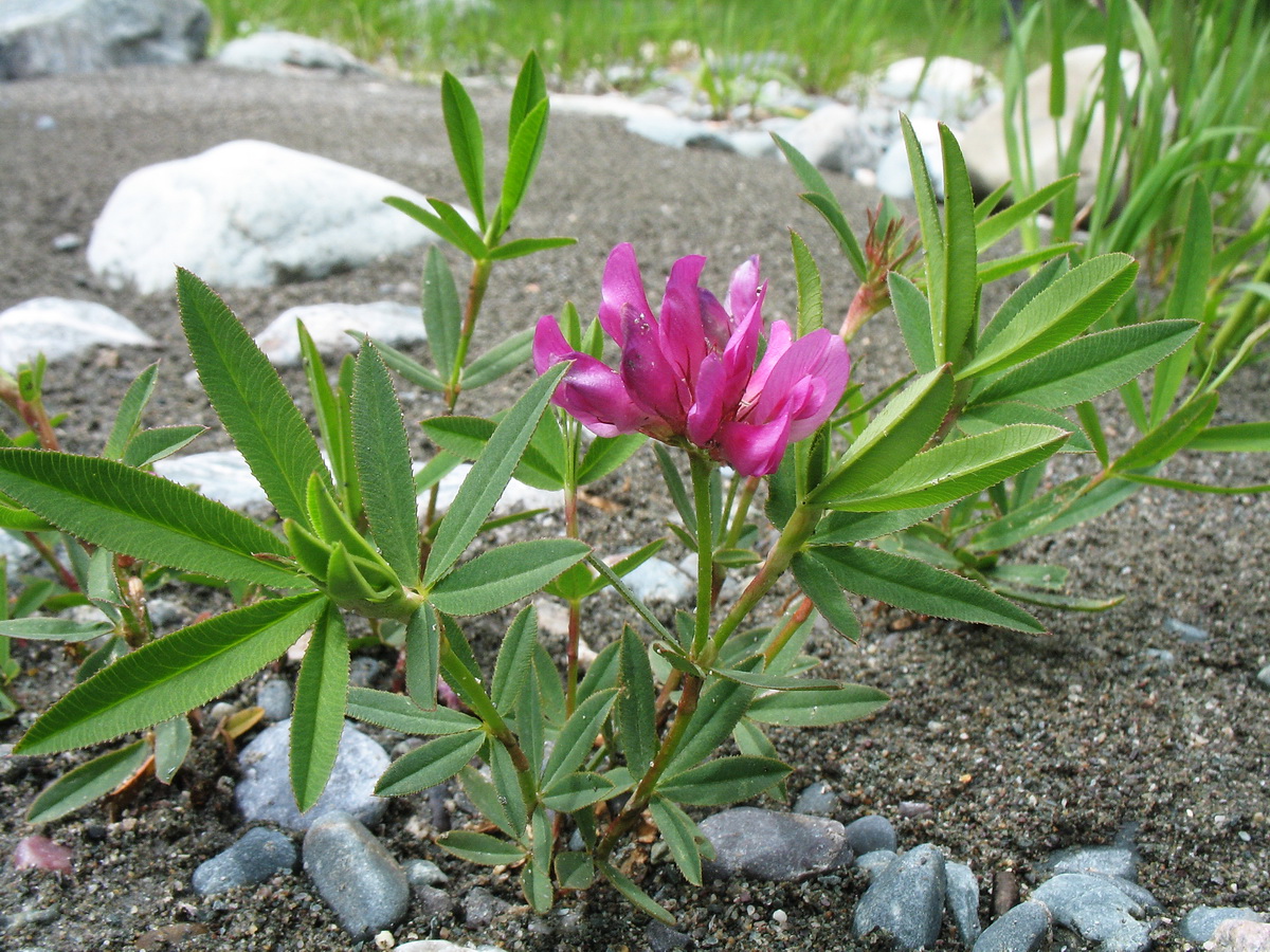 Image of Trifolium lupinaster specimen.